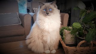 2 Minutes of a Ragdoll Cat Playing Like a Ragdoll Cat by Bowie The Ragdoll Cat 40,947 views 3 years ago 2 minutes, 48 seconds