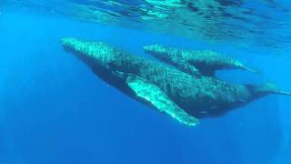 Whales 2 23 14