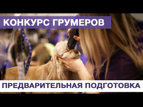 Конкурс грумеров - предварительная подготовка модели