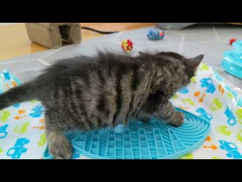 You’re Not Losing Weight Due to This One Kitten