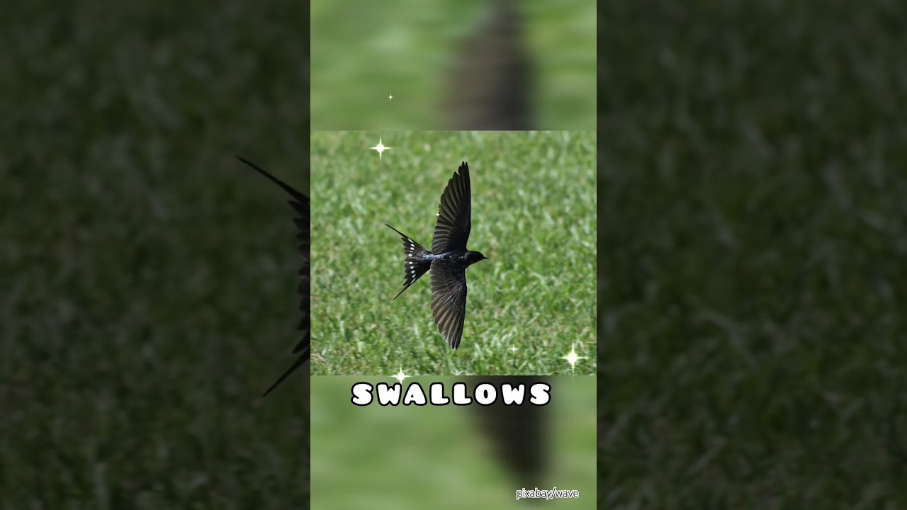 🌺 SWALLOW 🌺 adlı videoyu YouTube'da izle 🌺 SWALLOW 🌺 adlı videoyu YouTube'da izle
