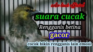 Suara keras Rengganis betina Gacor cocok untuk rengganis lain emosi