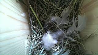 Tree Swallow Nest in Sylvan Lake, Alberta