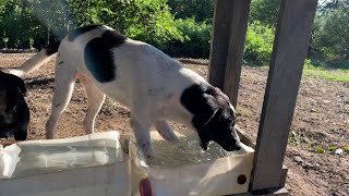 The Naughty Dog, tired of the sultry heat, is playing with the bowl full of fresh water to cool off.