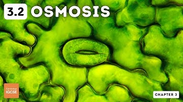 IGCSE Biology - Osmosis (3.2)