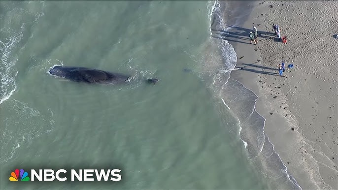 Florida Beachgoers Advised To Avoid Dead Whale
