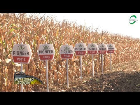 Video: Cum Să Cultivi Porumb într-o Zonă Agricolă Riscantă. Partea 2