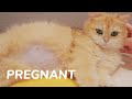 Cat Twix Got Pregnant. How Many Kittens in The Xray? - New Channel, New Kittens, New Pets, New...