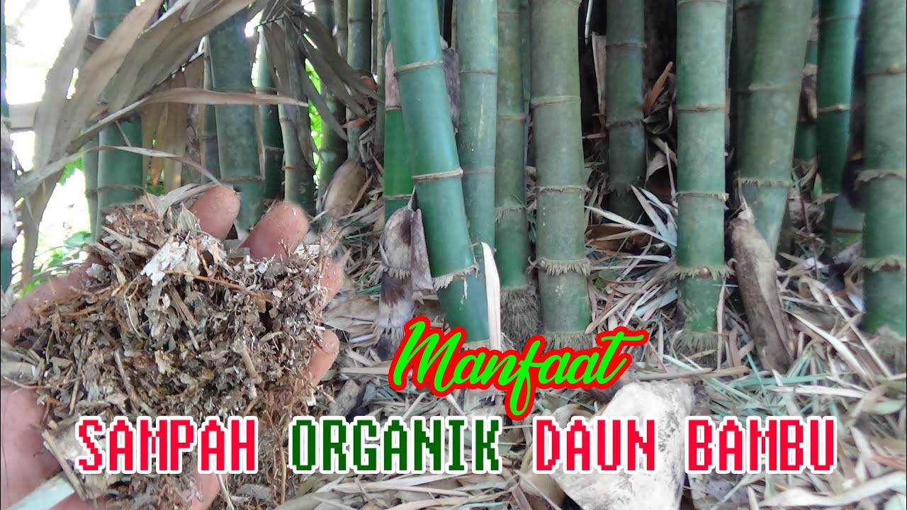 INILAH Manfaat Daun  Bambu Kering  untuk  Memperbaiki  