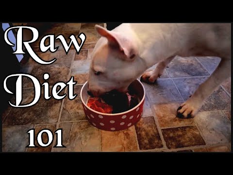 feeding-your-dog-healthy-raw-food-made-simple.