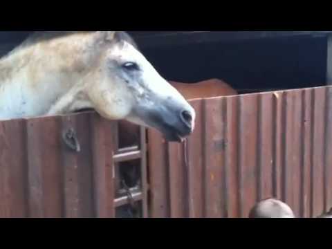 Horses eating watermelon!