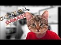 ¿SOY UN GATO? | Catlateral Damage