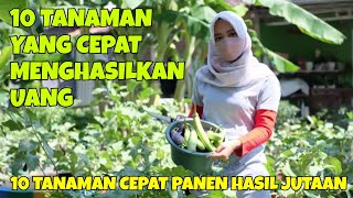 10 TANAMAN YANG CEPAT MENGHASILKAN UANG