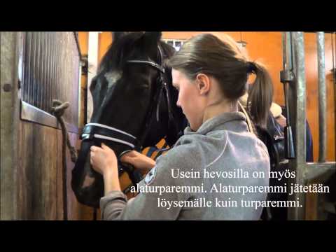 Video: Hevosten Ripulihoidot
