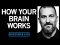 How Your Nervous System Works &amp; Changes