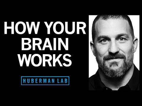 How Your Nervous System Works & Changes | Huberman Lab Podcast