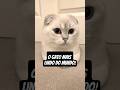 os 5 Gatos mais lindos do mundo!#gatos #scottishfold #bengal #cats #top5 #curiosidades #pets #cat