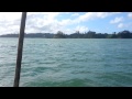 Orcas v shark in the mahurangi harbour