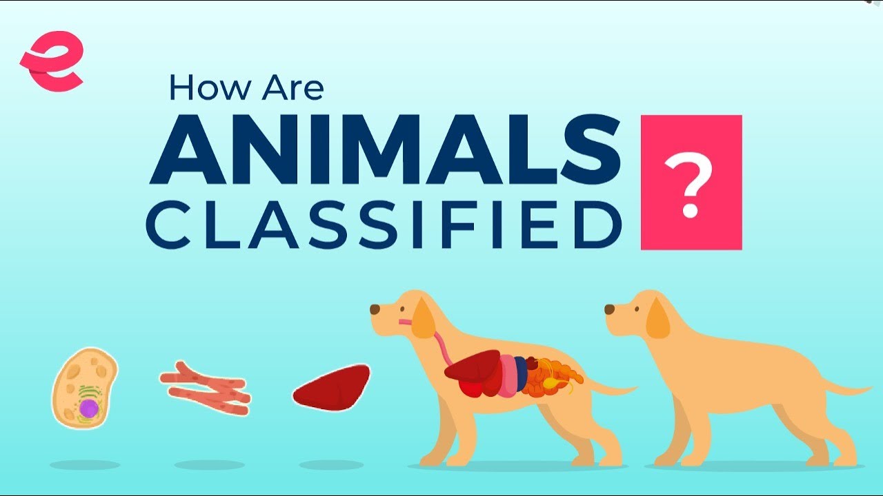 Classification of animals Biology YouTube