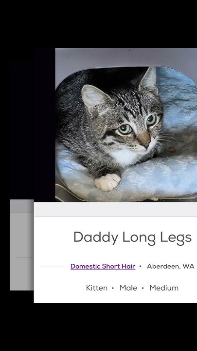 silly-cat-names-on-petfinder-part-6-cats-catlover-youtube