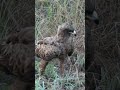 Eagle's Hunting Feast: Tawny Eagle Scouring Kruger's Terrain! 🦅🍽️ #BirdsOfPrey #KrugerNationalPark