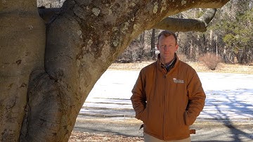 European Beech (Fagus sylvatica)