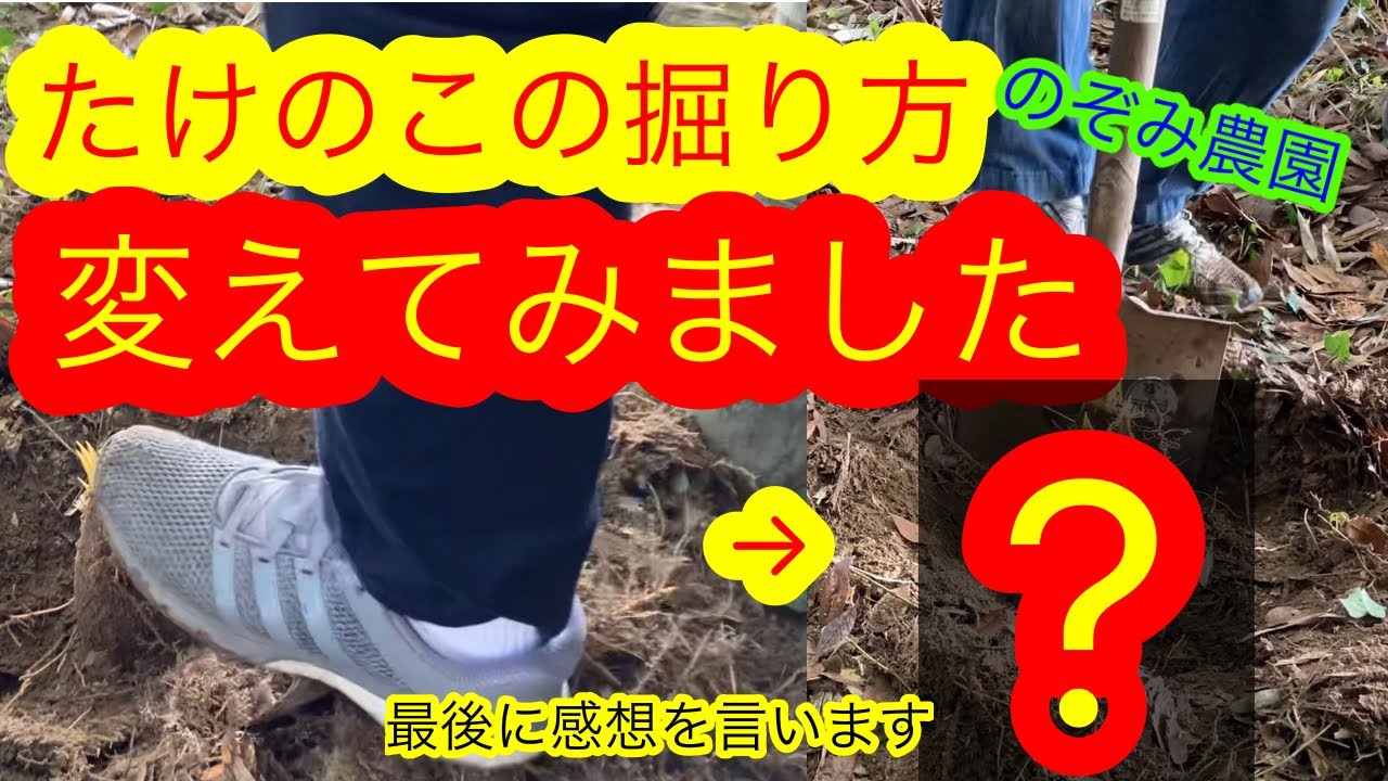 たけのこ】たけのこの掘り方を変えてみました！初めての方には是非実践