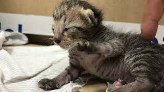 cat and kitten, Cat family life by Neos Home 430 views 3 months ago 9 minutes, 1 second