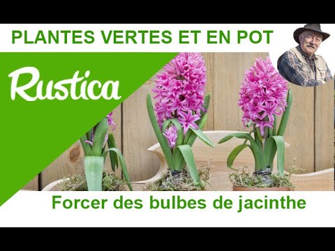 Les 5 meilleures conseils pour planter jacinthe en intérieur -  producteuraconsommateur.fr