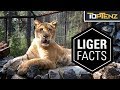 10 Interesting Facts About Ligers …and Yes, They’re Real