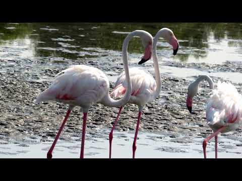 Bird Watching at Dubai's Hidden Gem! Beautiful Flamingos at Ras Al Khor Wildlife Sanctuary!
