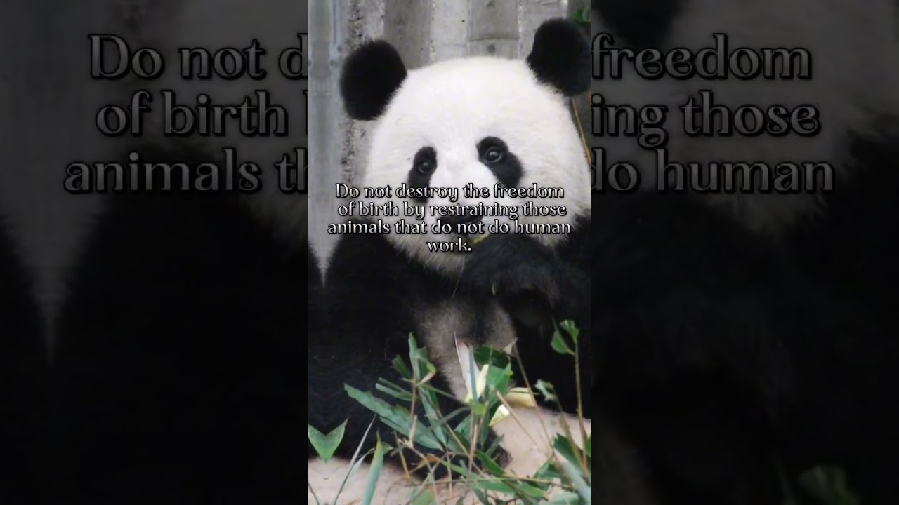 Sunnah of rights of animals and birds🔥☪️🕋