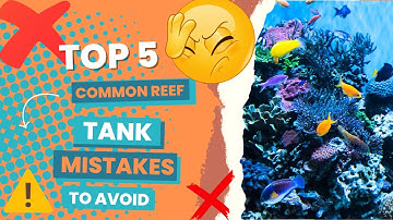 Attention Reef Tank Owners: Top 5 Mistakes To Avoid With Your Reef Aquarium