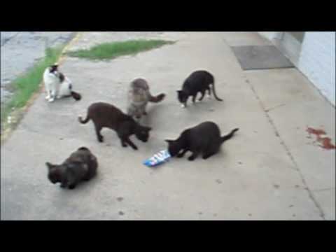 Chamblee Cats Love Temptations Cat Treats