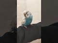 Budgie routine shorts
