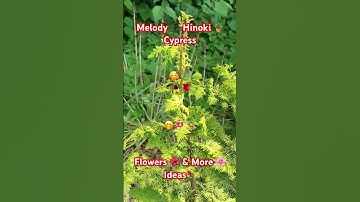 Melody Hinoki Cypress- Flowers 🌺 & More Ideas