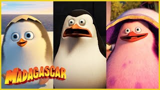 La historia de Cabo | DreamWorks Madagascar en Español Latino