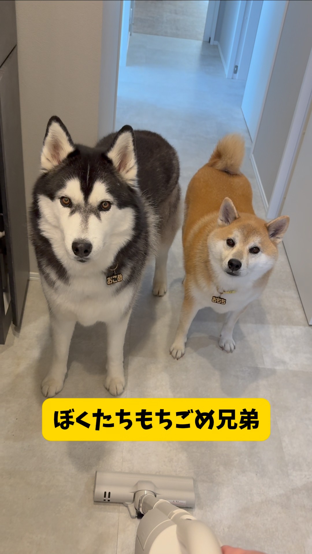 もちごめです。 ママの事を監視する柴犬とハスキー…その理由とは？？#柴犬#シベリアン