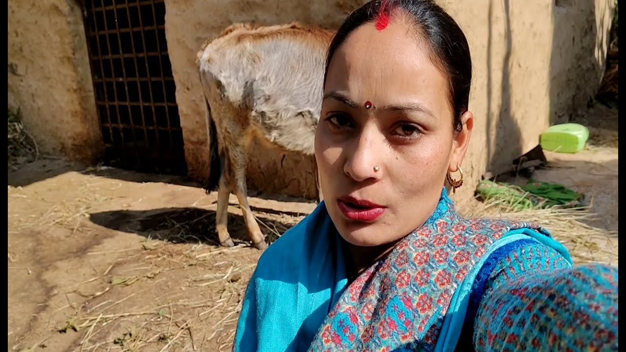 धूप भी काफी तेज़ हो गई है अब ll Daily Pahadi Lifestyle Vlog ll