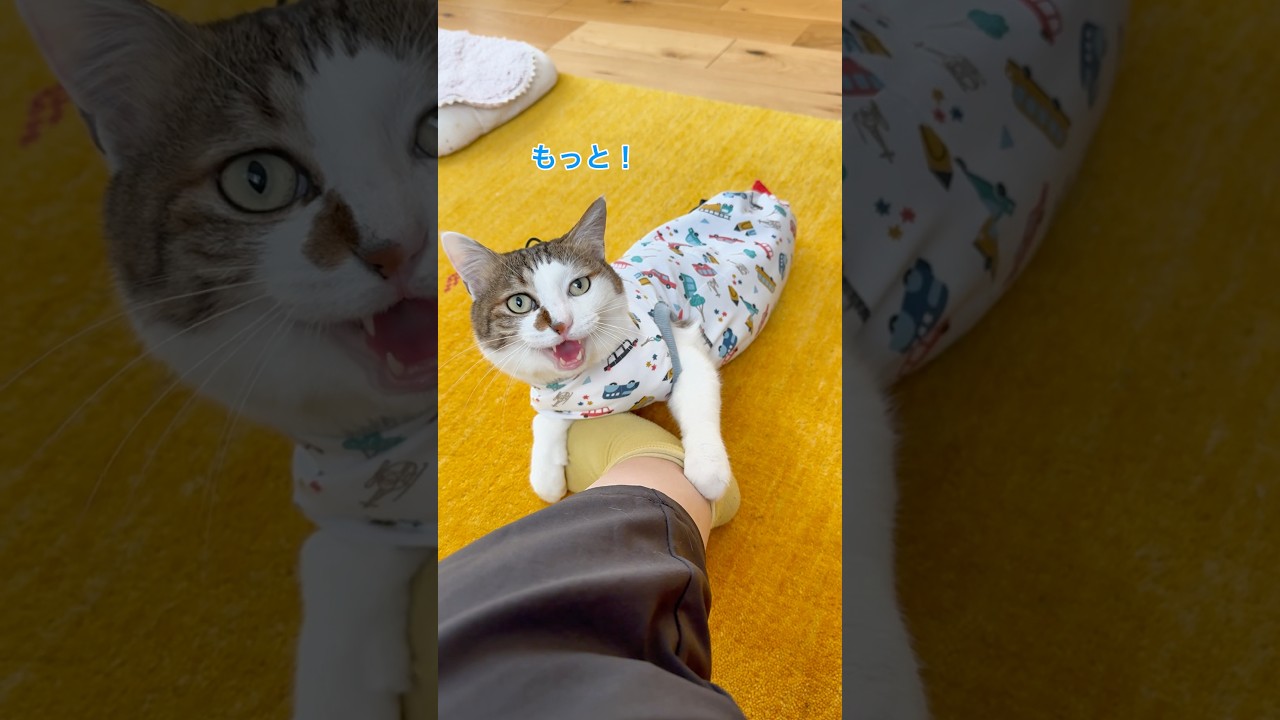 甘え足りないエース😽 #cats