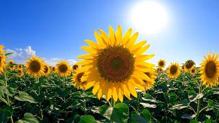 Sunflower flower🌻 Free for YouTube 4k UHD