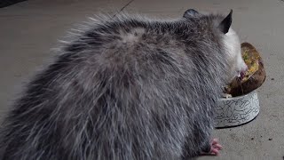 Fat Possum Destroys Loaded Baked Potato