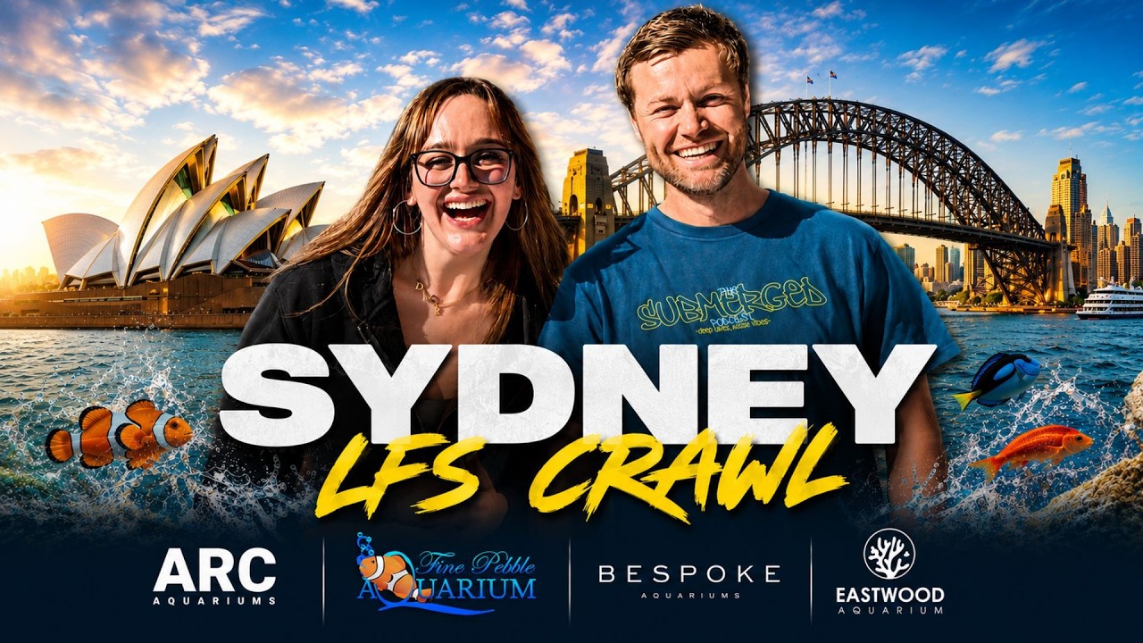 Sydney LFS Crawl With My Reefing Buddies!