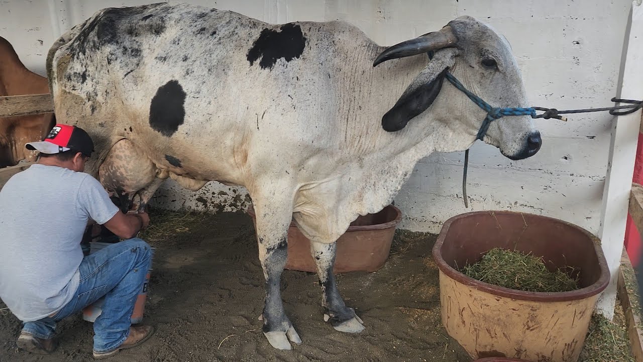 IXTAPANGAJOYA.. Concurso de la Vaca Lechera.. Ixtapangajoya.. Chiapas.. MX...