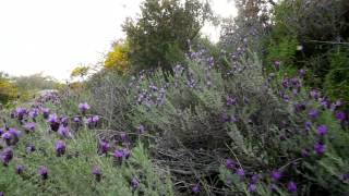 Isola di Capraia Natura selvaggia emersa dal mare Video di Ennio Boga