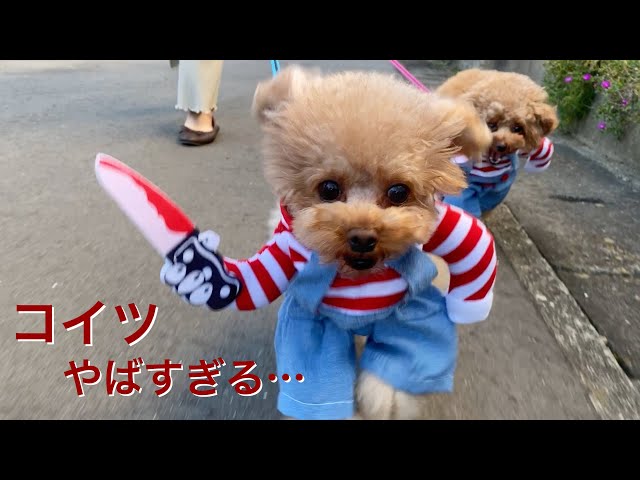 ヤバい犬が外を徘徊してると目撃情報が相次ぐ…【Happy Halloween