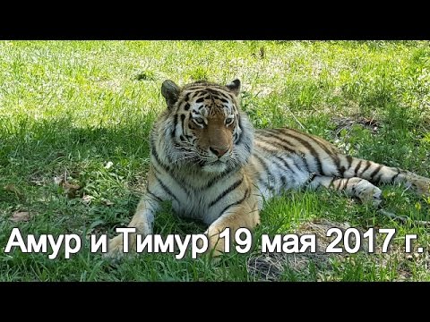 Амур и Тимур 19 мая 2017 г. Амур и Тимур 19 мая 2017 г.