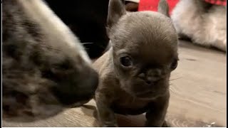 Tiny Frenchie wanted to chew the milk bottle when Daddy first fed her by Wagging Tails Rescue 8,303 views 3 weeks ago 6 minutes, 44 seconds