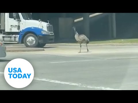 Emu darts down Houston roadway after escaping from home | USA TODAY