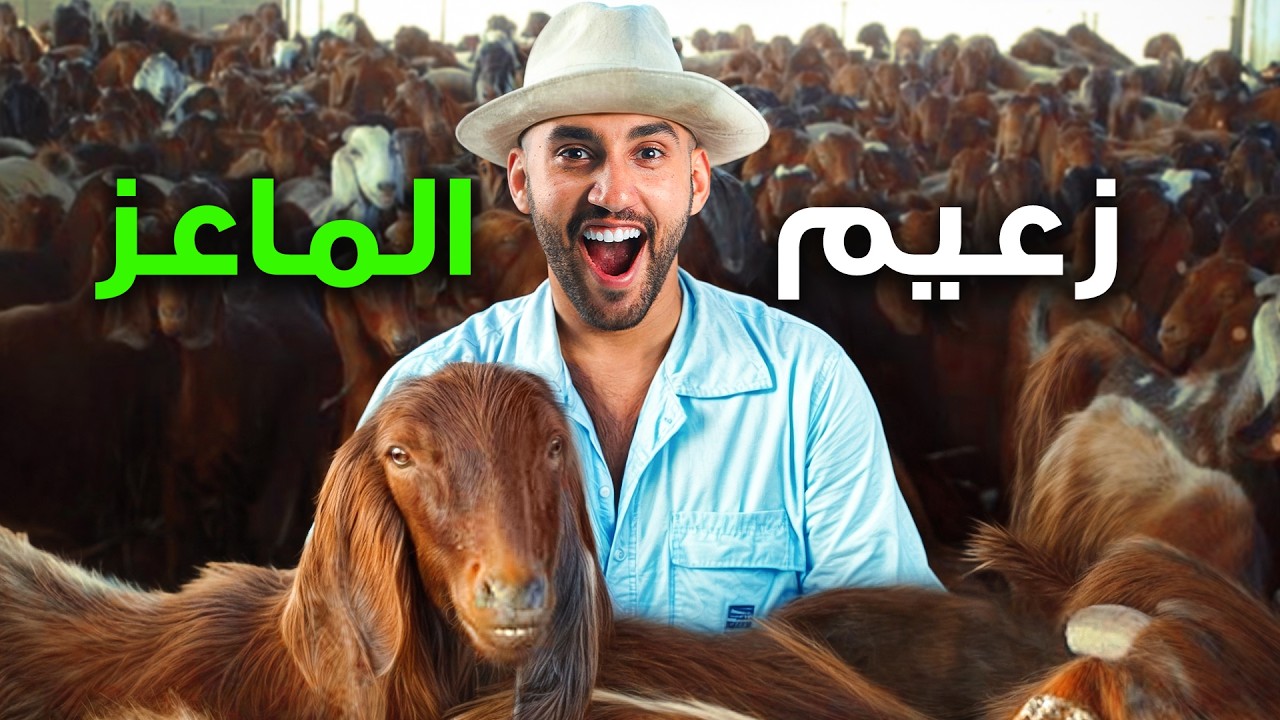 زعيم المعيز القبرصي لا يحب الأذن الطويلة الغالية ! لماذا ؟